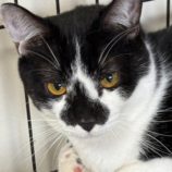 4月27日の吉岡店に参加するの猫のへや保護猫03