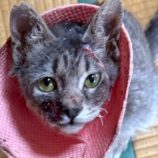 4月27日の吉岡店に参加するの猫のへや保護猫04