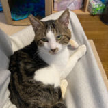 4月27日の吉岡店に参加するの猫のへや保護猫05