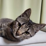 4月27日の吉岡店に参加するの猫のへや保護猫06