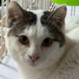 4月27日の吉岡店に参加するの猫のへや保護猫07