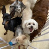 5月4日の瑞穂店に参加するのドックファムの保護犬01