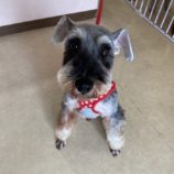 5月4日の瑞穂店に参加するのドックファムの保護犬02