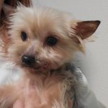 5月4日の瑞穂店に参加するのドックファムの保護犬03