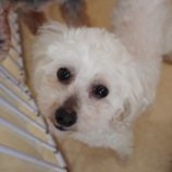 5月4日の瑞穂店に参加するのドックファムの保護犬05