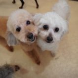 5月4日の瑞穂店に参加するのドックファムの保護犬06