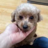 4月28日の新田店に参加するの命こそ宝の保護犬01