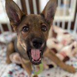 4月28日の新田店に参加するの命こそ宝の保護犬02