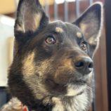 4月28日の新田店に参加するの命こそ宝の保護犬03