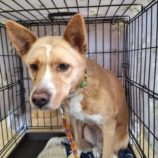 4月28日の新田店に参加するの命こそ宝の保護犬04