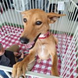 4月28日の新田店に参加するの命こそ宝の保護犬06