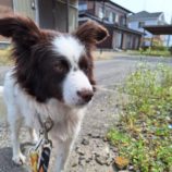 4月28日の新田店に参加するの命こそ宝の保護犬07