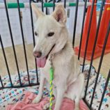 4月28日の新田店に参加するの命こそ宝の保護犬08