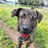 4月28日の新田店に参加するの命こそ宝の保護犬09