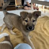 4月28日の新田店に参加するの命こそ宝の保護犬10