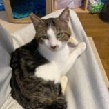 5月11日の新田店に参加するの猫のへやの保護猫01