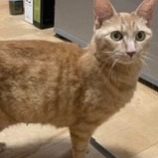 5月11日の新田店に参加するの猫のへやの保護猫02