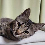 5月11日の新田店に参加するの猫のへやの保護猫04