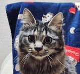 5月11日の新田店に参加するの猫のへやの保護猫05