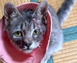 5月11日の新田店に参加するの猫のへやの保護猫06