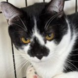 5月11日の新田店に参加するの猫のへやの保護猫07