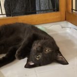 5月18日の千葉店に参加するの美浜猫の会の保護猫01