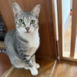 5月18日の千葉店に参加するの美浜猫の会の保護猫02