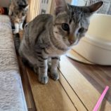 5月18日の千葉店に参加するの美浜猫の会の保護猫03