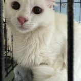 5月18日の千葉店に参加するの美浜猫の会の保護猫04