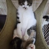 5月18日の千葉店に参加するの美浜猫の会の保護猫06