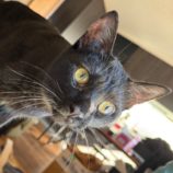 5月18日の千葉店に参加するの美浜猫の会の保護猫08