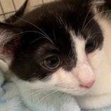 5月18日の千葉店に参加するの美浜猫の会の保護猫09