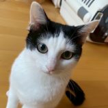 5月18日の千葉店に参加するの美浜猫の会の保護猫12