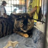 5月18日の千葉店に参加するの美浜猫の会の保護猫13