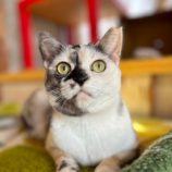 5月18日の千代田店に参加するのアニマルフレンドの保護猫01