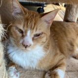 5月18日の千代田店に参加するのアニマルフレンドの保護猫02