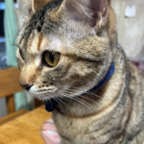 5月18日の千代田店に参加するのアニマルフレンドの保護猫03