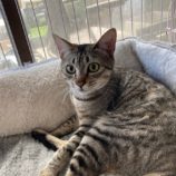 5月18日の千代田店に参加するのアニマルフレンドの保護猫04