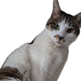 5月18日の千代田店に参加するのアニマルフレンドの保護猫05