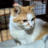 5月18日の千代田店に参加するのアニマルフレンドの保護猫06