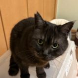 5月11日のひたちなか店に参加するのネコスぺ事務局の保護猫01