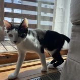 5月11日のひたちなか店に参加するのネコスぺ事務局の保護猫02