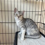 5月11日のひたちなか店に参加するのネコスぺ事務局の保護猫03