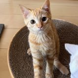 5月11日のひたちなか店に参加するのネコスぺ事務局の保護猫04