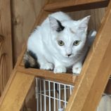 5月11日のひたちなか店に参加するのネコスぺ事務局の保護猫05