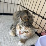 5月11日のひたちなか店に参加するのネコスぺ事務局の保護猫06