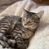 5月11日のひたちなか店に参加するのネコスぺ事務局の保護猫08