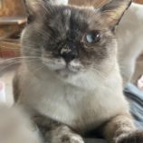 5月11日のひたちなか店に参加するのネコスぺ事務局の保護猫09