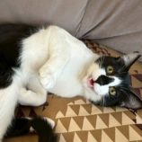 5月11日のひたちなか店に参加するのネコスぺ事務局の保護猫10