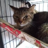 5月11日のひたちなか店に参加するのネコスぺ事務局の保護猫13